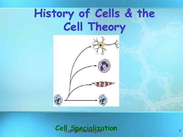 History of Cells & the Cell Theory Cell Specialization copyright cmassengale 7 