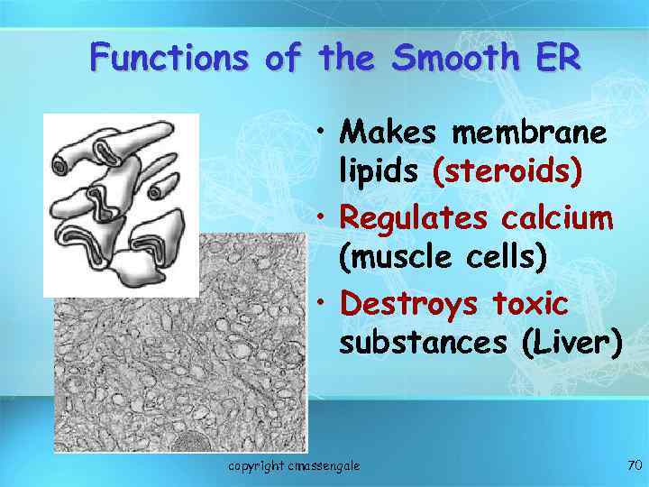 Functions of the Smooth ER • Makes membrane lipids (steroids) • Regulates calcium (muscle