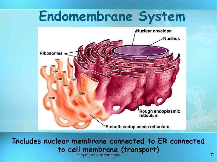 Endomembrane System Includes nuclear membrane connected to ER connected to cell membrane (transport) copyright