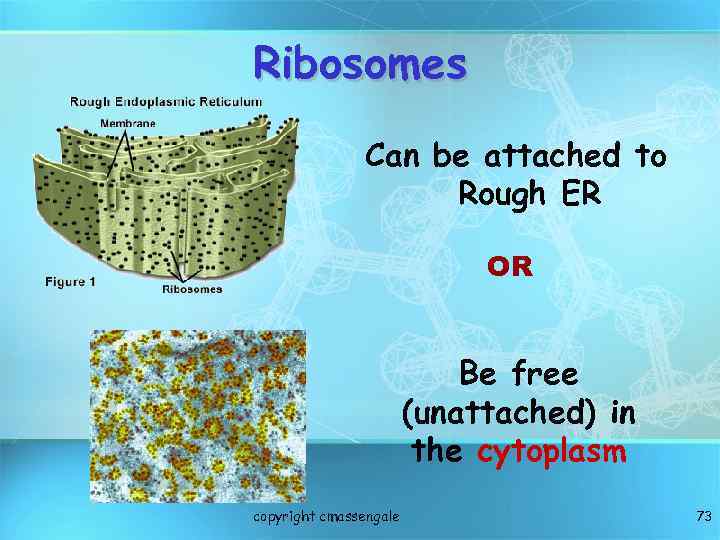 Ribosomes Can be attached to Rough ER OR Be free (unattached) in the cytoplasm