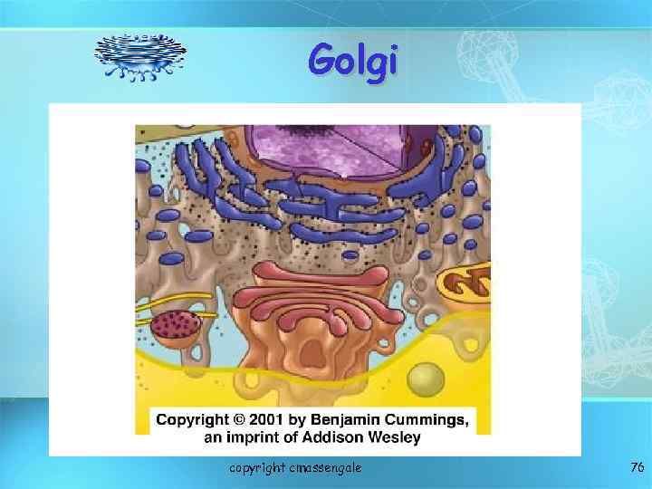 Golgi copyright cmassengale 76 