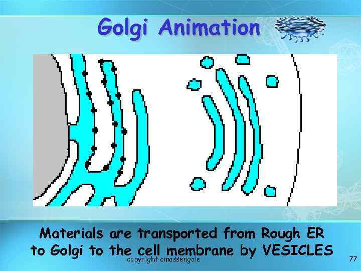 Golgi Animation Materials are transported from Rough ER to Golgi to the cellcmassengale membrane