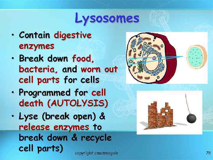 Lysosomes • Contain digestive enzymes • Break down food, bacteria, and worn out cell