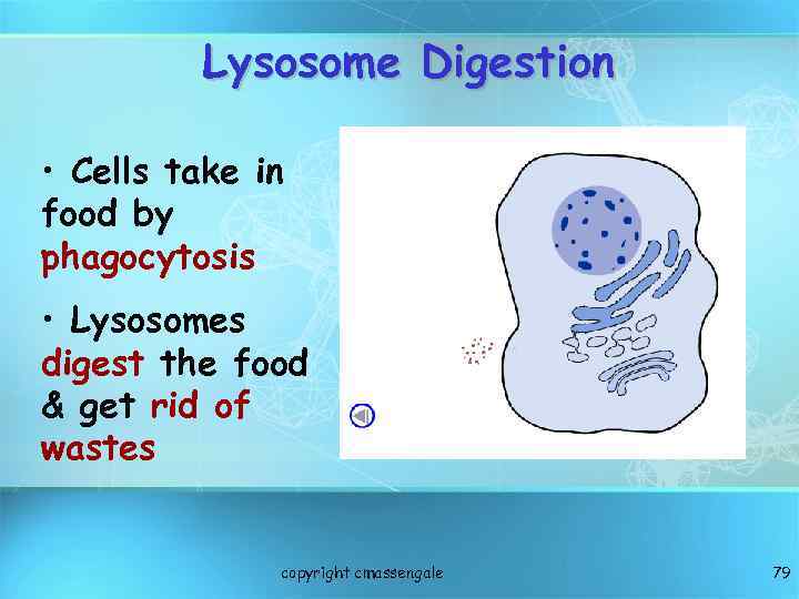 Lysosome Digestion • Cells take in food by phagocytosis • Lysosomes digest the food