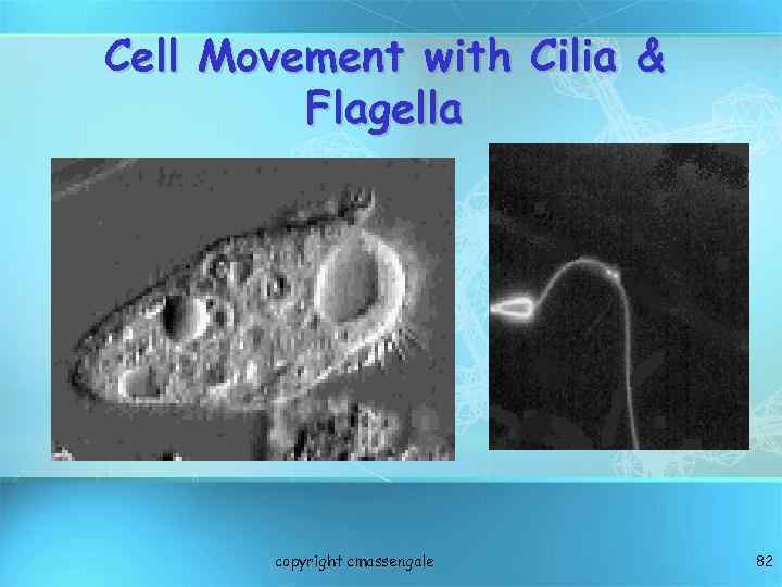 Cell Movement with Cilia & Flagella copyright cmassengale 82 