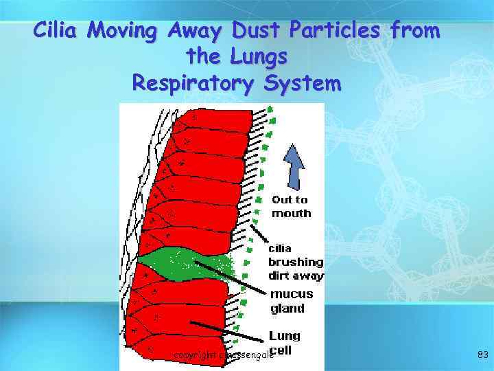 Cilia Moving Away Dust Particles from the Lungs Respiratory System copyright cmassengale 83 