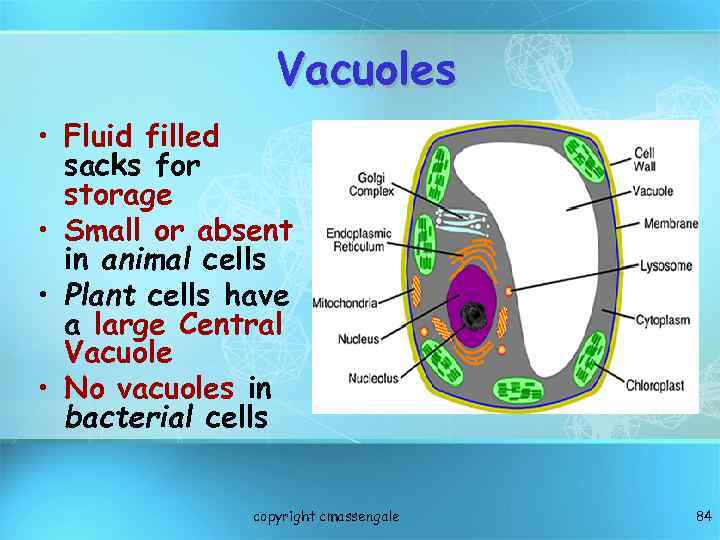 Vacuoles • Fluid filled sacks for storage • Small or absent in animal cells