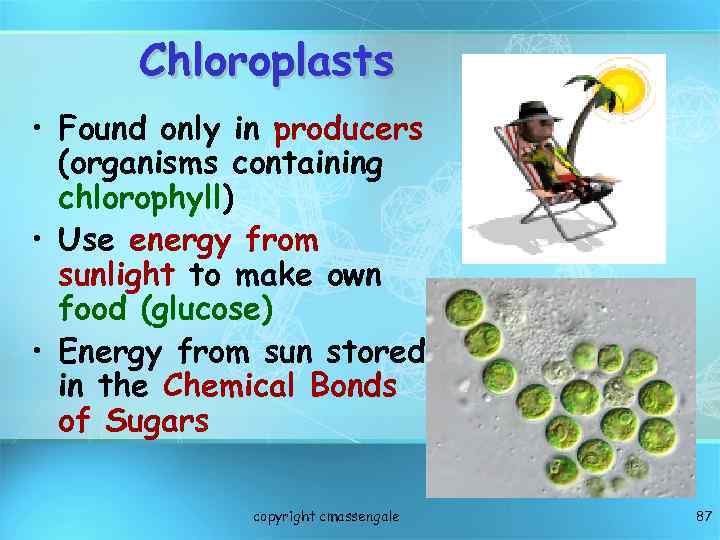 Chloroplasts • Found only in producers (organisms containing chlorophyll) • Use energy from sunlight