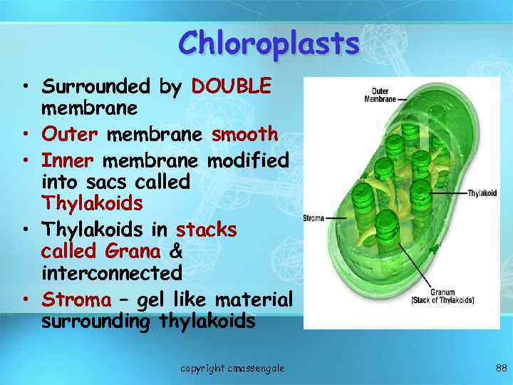 Chloroplasts • Surrounded by DOUBLE membrane • Outer membrane smooth • Inner membrane modified