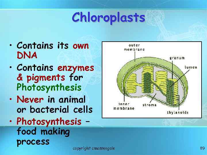 Basic Structure of a Cell copyright cmassengale 1