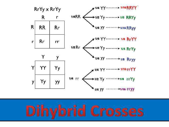 Dihybrid Crosses 