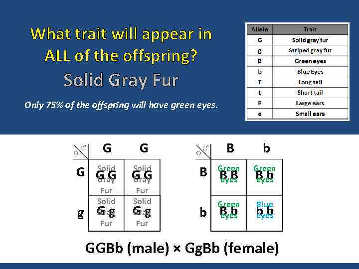 What trait will appear in ALL of the offspring? Solid Gray Fur Only 75%