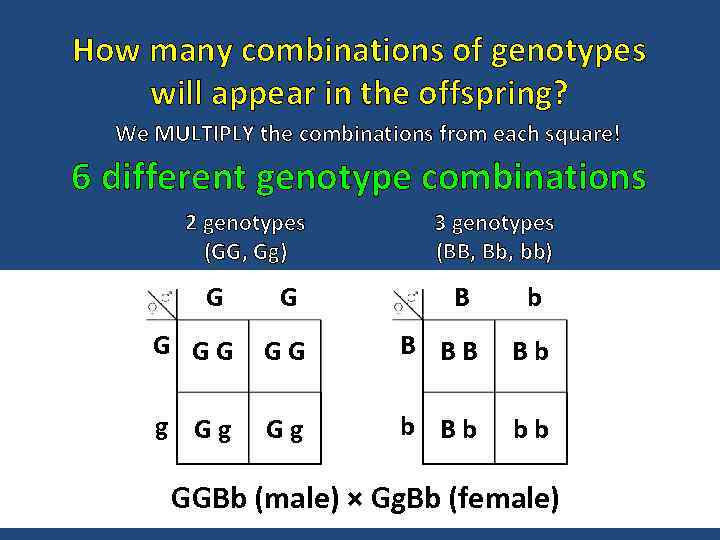How many combinations of genotypes will appear in the offspring? We MULTIPLY the combinations