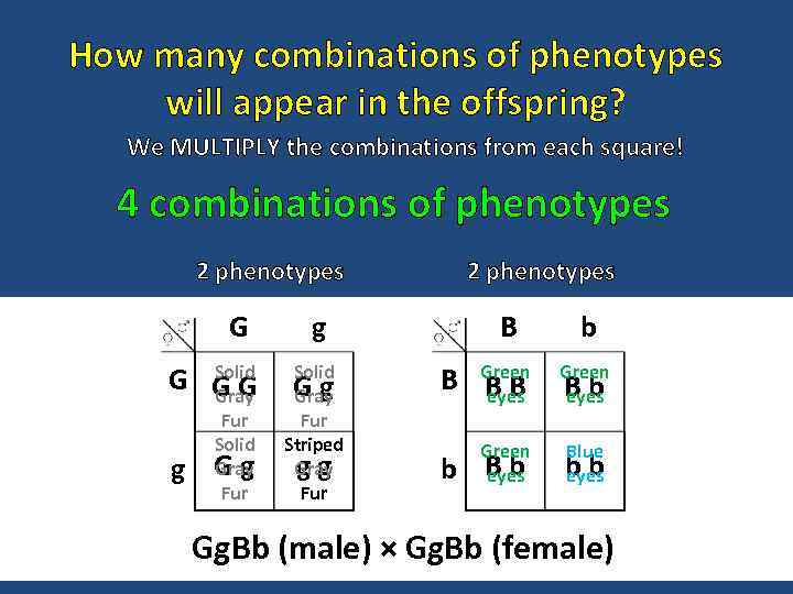 How many combinations of phenotypes will appear in the offspring? We MULTIPLY the combinations