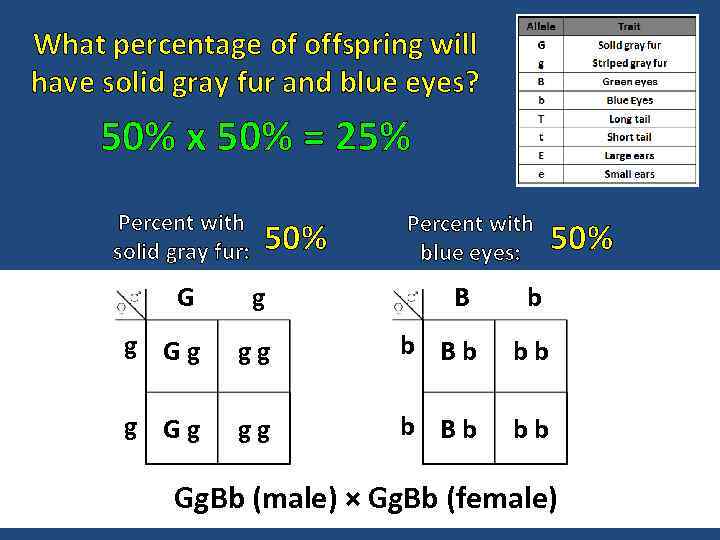 What percentage of offspring will have solid gray fur and blue eyes? 50% x