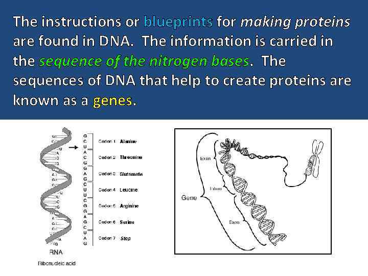 The instructions or blueprints for making proteins are found in DNA. The information is
