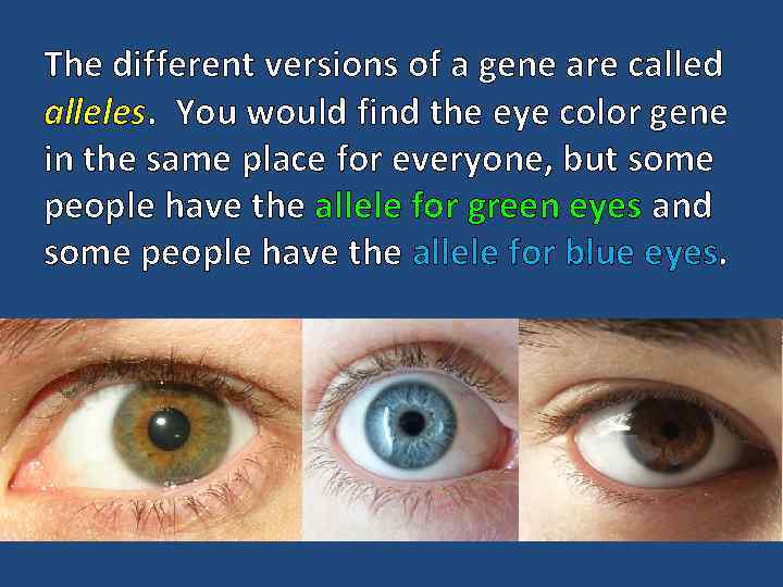 The different versions of a gene are called alleles. You would find the eye