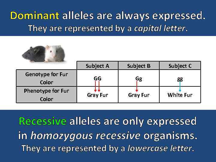 Dominant alleles are always expressed. They are represented by a capital letter. Subject A