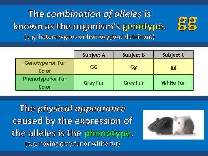 gg The combination of alleles is known as the organism’s genotype. (e. g. heterozygous