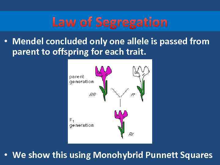 Law of Segregation • Mendel concluded only one allele is passed from parent to