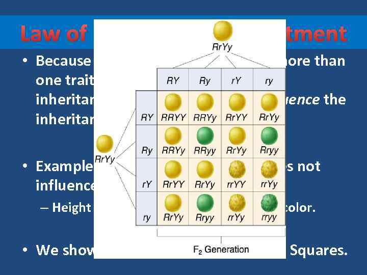 Law of Independent Assortment • Because organisms are made up of more than one