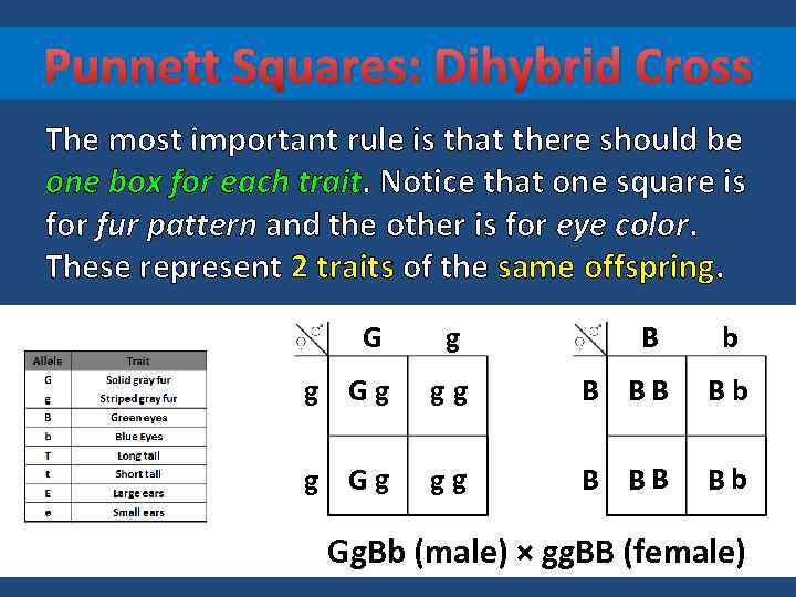 Punnett Squares: Dihybrid Cross The most important rule is that there should be one