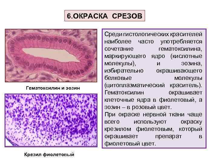 6. ОКРАСКА СРЕЗОВ Гематоксилин и эозин Крезил фиолетовый Среди гистологических красителей наиболее часто употребляется