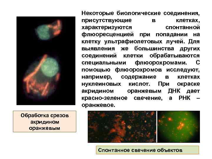 Некоторые биологические соединения, присутствующие в клетках, характеризуются спонтанной флюоресценцией при попадании на клетку ультрафиолетовых