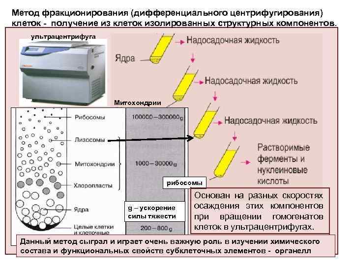 Фракционирование клеточных структур презентация