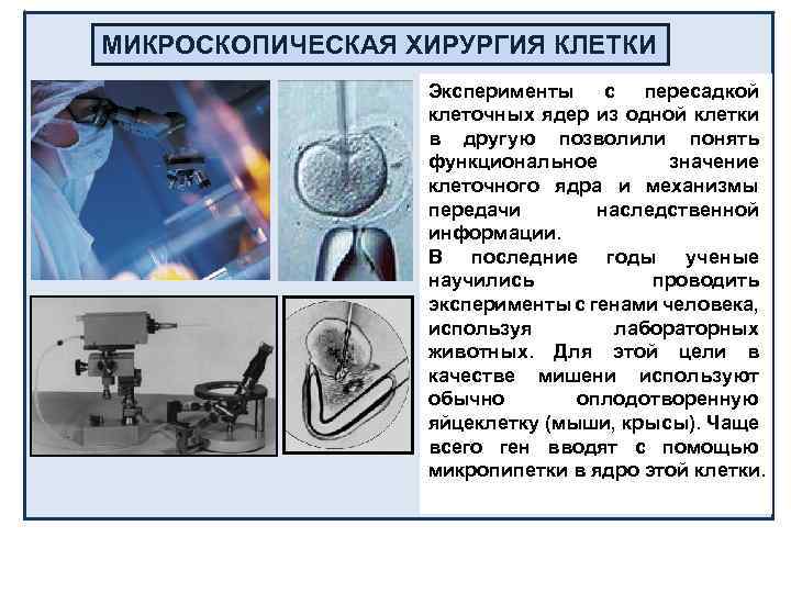 МИКРОСКОПИЧЕСКАЯ ХИРУРГИЯ КЛЕТКИ Эксперименты с пересадкой клеточных ядер из одной клетки в другую позволили