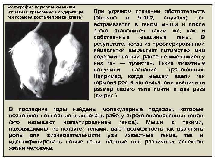 Фотография нормальной мыши (справа) и трансгенной, содержащей ген гормона роста человека (слева) При удачном
