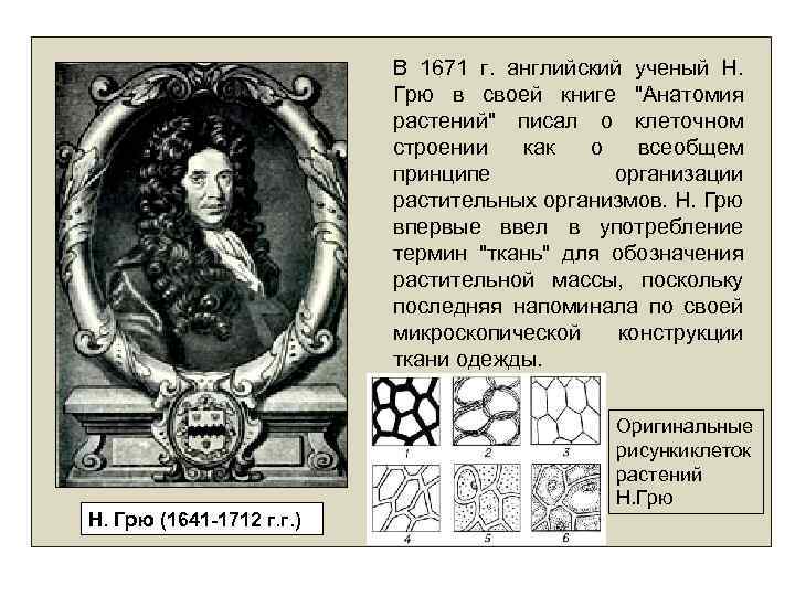 В 1671 г. английский ученый Н. Грю в своей книге 
