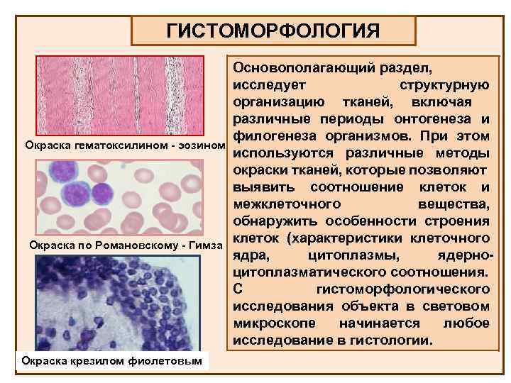 ГИСТОМОРФОЛОГИЯ Окраска гематоксилином - эозином Окраска по Романовскому - Гимза Окраска крезилом фиолетовым Основополагающий