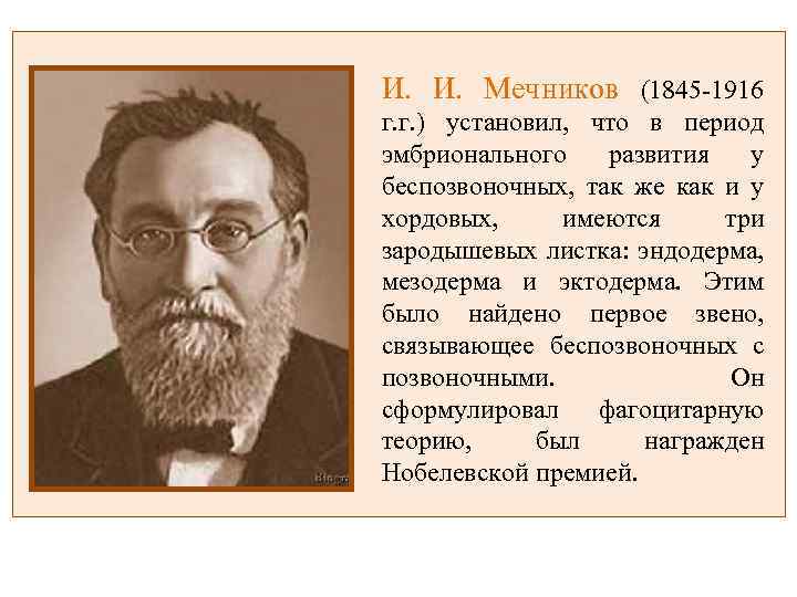 И. И. Мечников (1845 -1916 г. г. ) установил, что в период эмбрионального развития