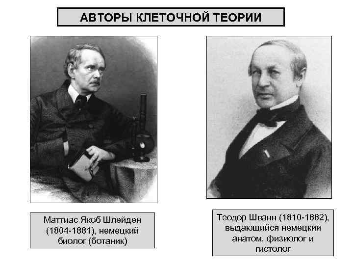 АВТОРЫ КЛЕТОЧНОЙ ТЕОРИИ Маттиас Якоб Шлейден (1804 -1881), немецкий биолог (ботаник) Теодор Шванн (1810