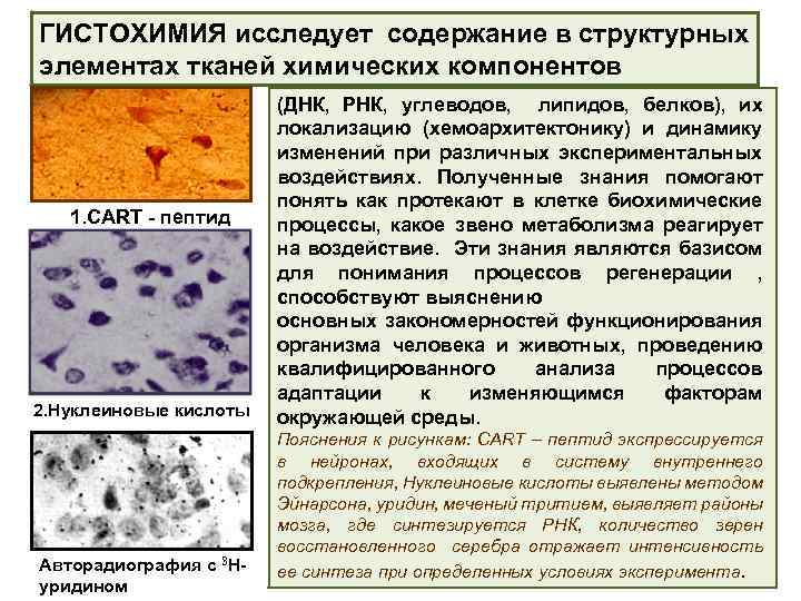 ГИСТОХИМИЯ исследует содержание в структурных элементах тканей химических компонентов 1. CART - пептид 2.