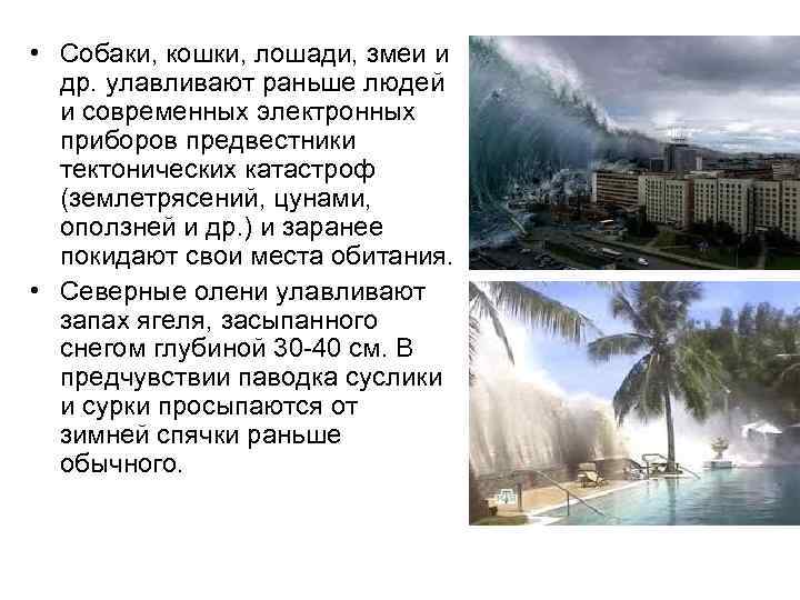  • Собаки, кошки, лошади, змеи и др. улавливают раньше людей и современных электронных