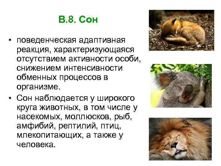 В. 8. Сон • поведенческая адаптивная реакция, характеризующаяся отсутствием активности особи, снижением интенсивности обменных