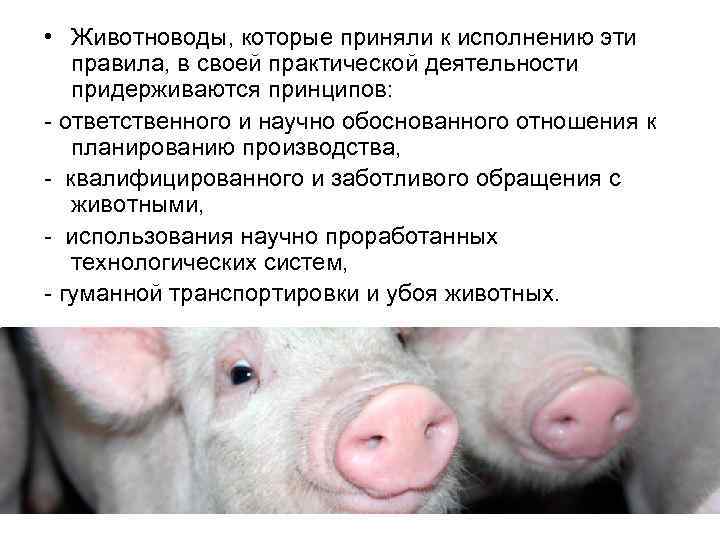  • Животноводы, которые приняли к исполнению эти правила, в своей практической деятельности придерживаются