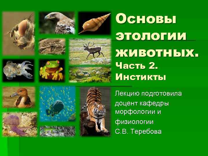 Основы этологии животных. Часть 2. Инстикты Лекцию подготовила доцент кафедры морфологии и физиологии С.