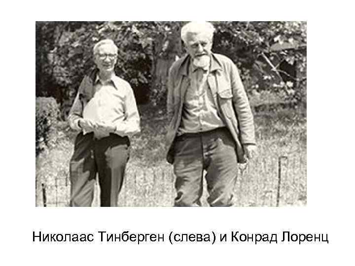 Николаас Тинберген (слева) и Конрад Лоренц 