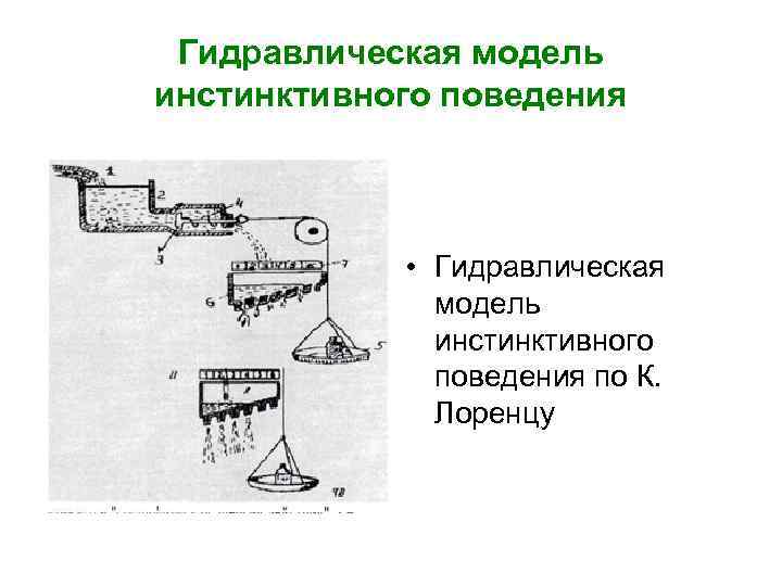 Гидравлическая модель инстинктивного поведения • Гидравлическая модель инстинктивного поведения по К. Лоренцу 