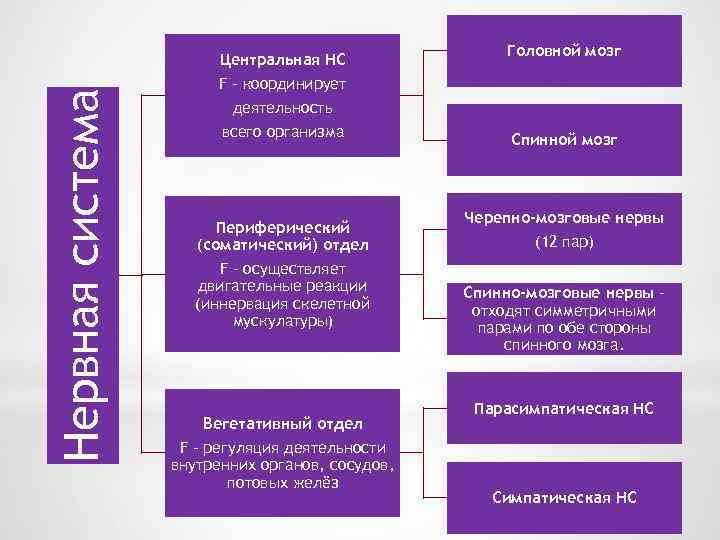 Нервная система Центральная НС F – координирует Головной мозг деятельность всего организма Периферический (соматический)