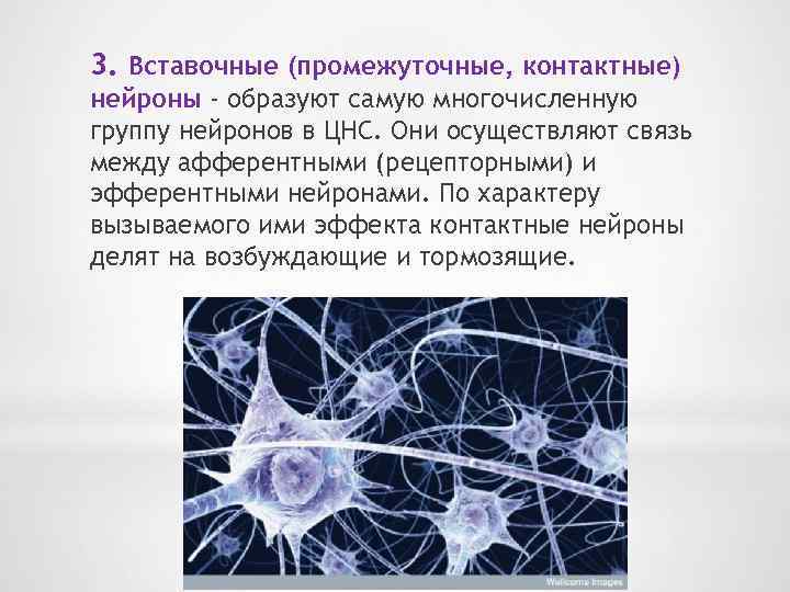 3. Вставочные (промежуточные, контактные) нейроны - образуют самую многочисленную группу нейронов в ЦНС. Они