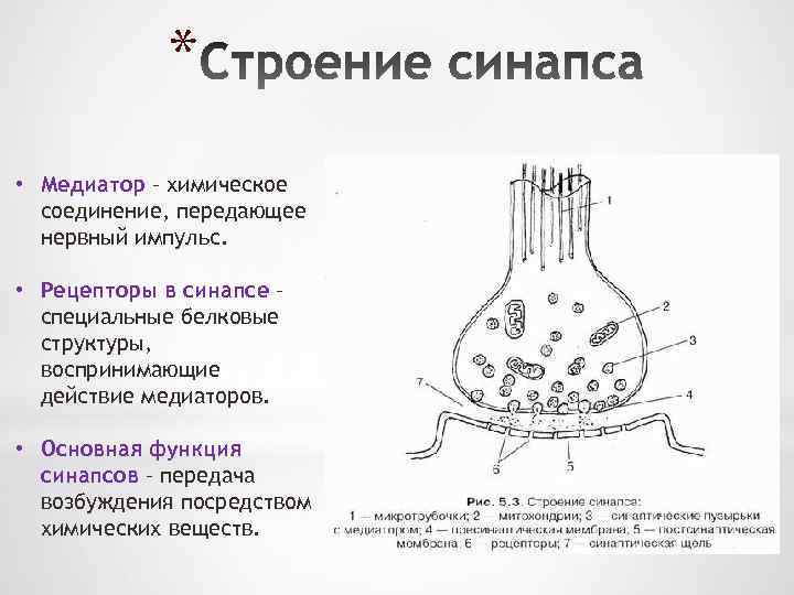 * • Медиатор – химическое соединение, передающее нервный импульс. • Рецепторы в синапсе –