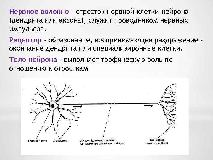 Нервное волокно - отросток нервной клетки-нейрона (дендрита или аксона), служит проводником нервных импульсов. Рецептор
