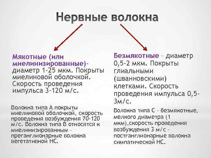 Мякотные (или миелинизированные)диаметр 1 -25 мкм. Покрыты миелиновой оболочкой. Скорость проведения импульса 3 -120