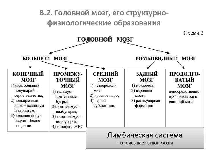 В. 2. Головной мозг, его структурнофизиологические образования Лимбическая система – опоясывает ствол мозга 