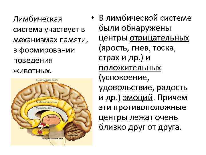 Презентация на тему лимбическая система