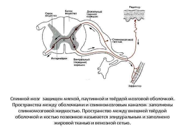 Спинной мозг защищен мягкой, паутинной и твёрдой мозговой оболочкой. Пространства между оболочками и спинномозговым